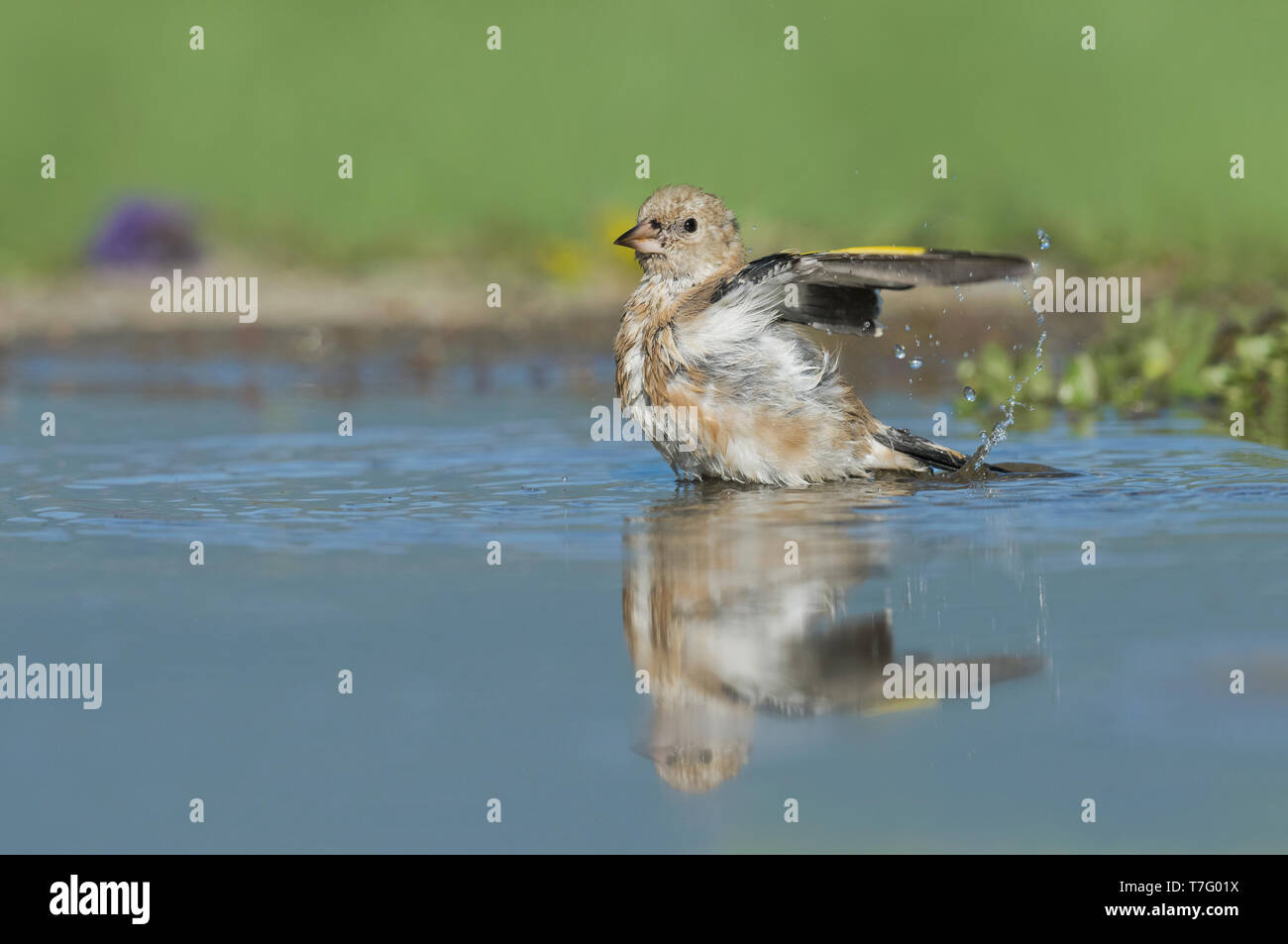 Immaturo Cardellino europeo, Onvolwassen Putter Foto Stock