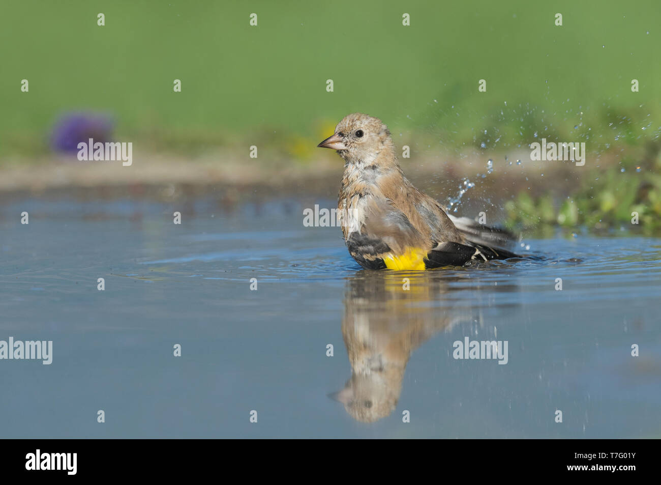 Immaturo Cardellino europeo, Onvolwassen Putter Foto Stock