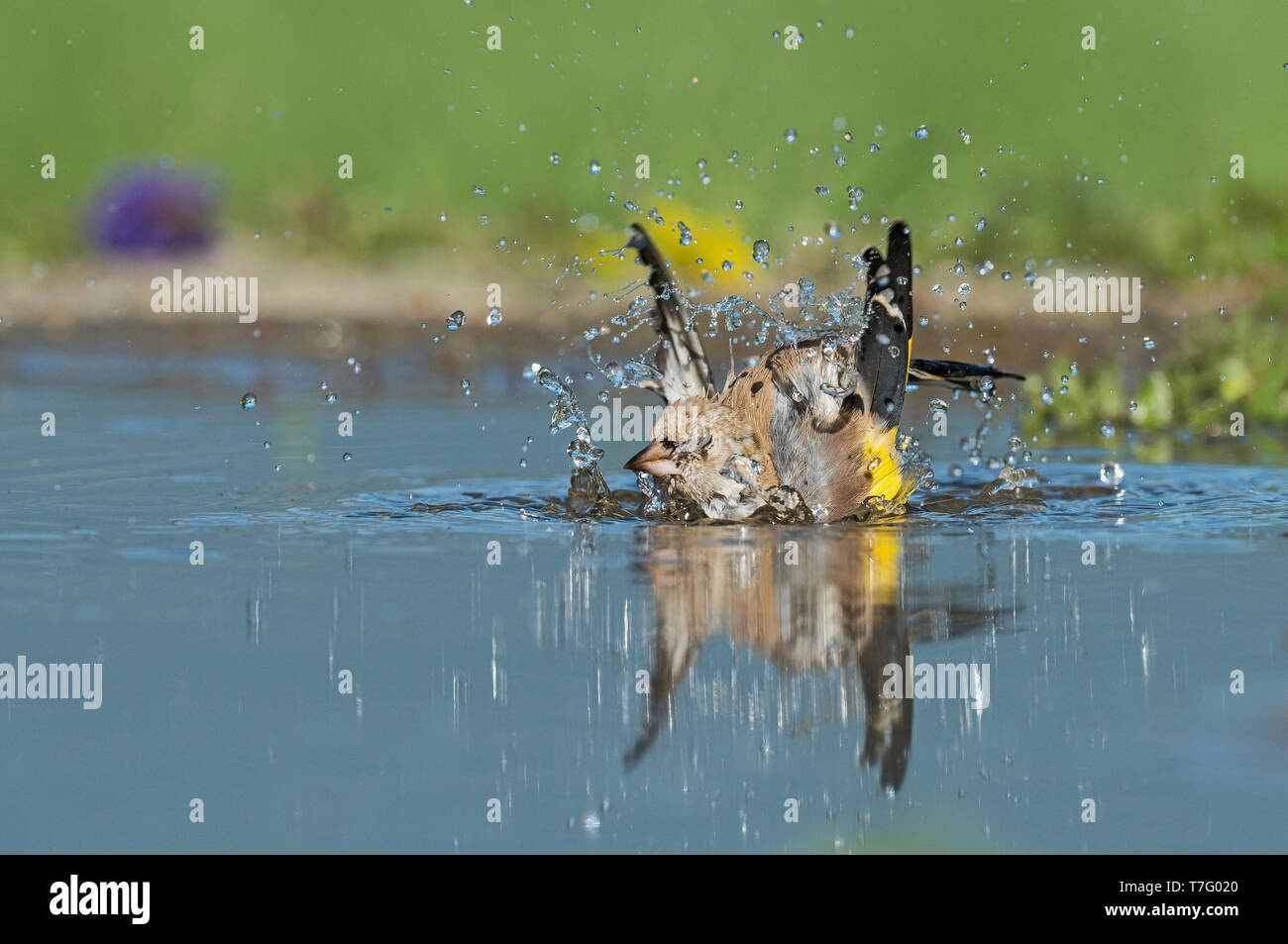 Immaturo Cardellino europeo, Onvolwassen Putter Foto Stock