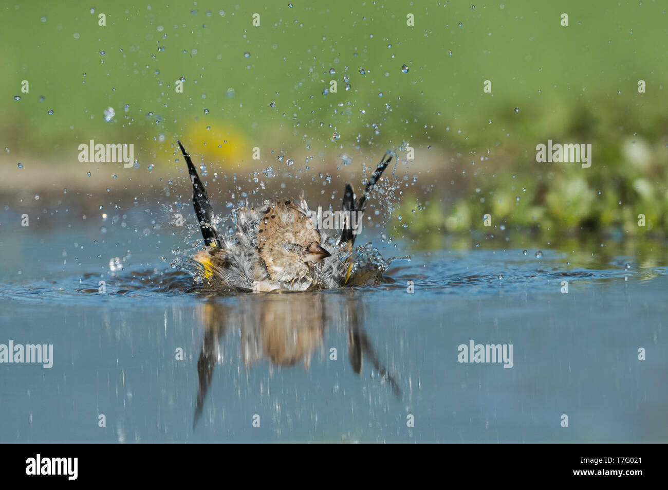 Immaturo Cardellino europeo, Onvolwassen Putter Foto Stock
