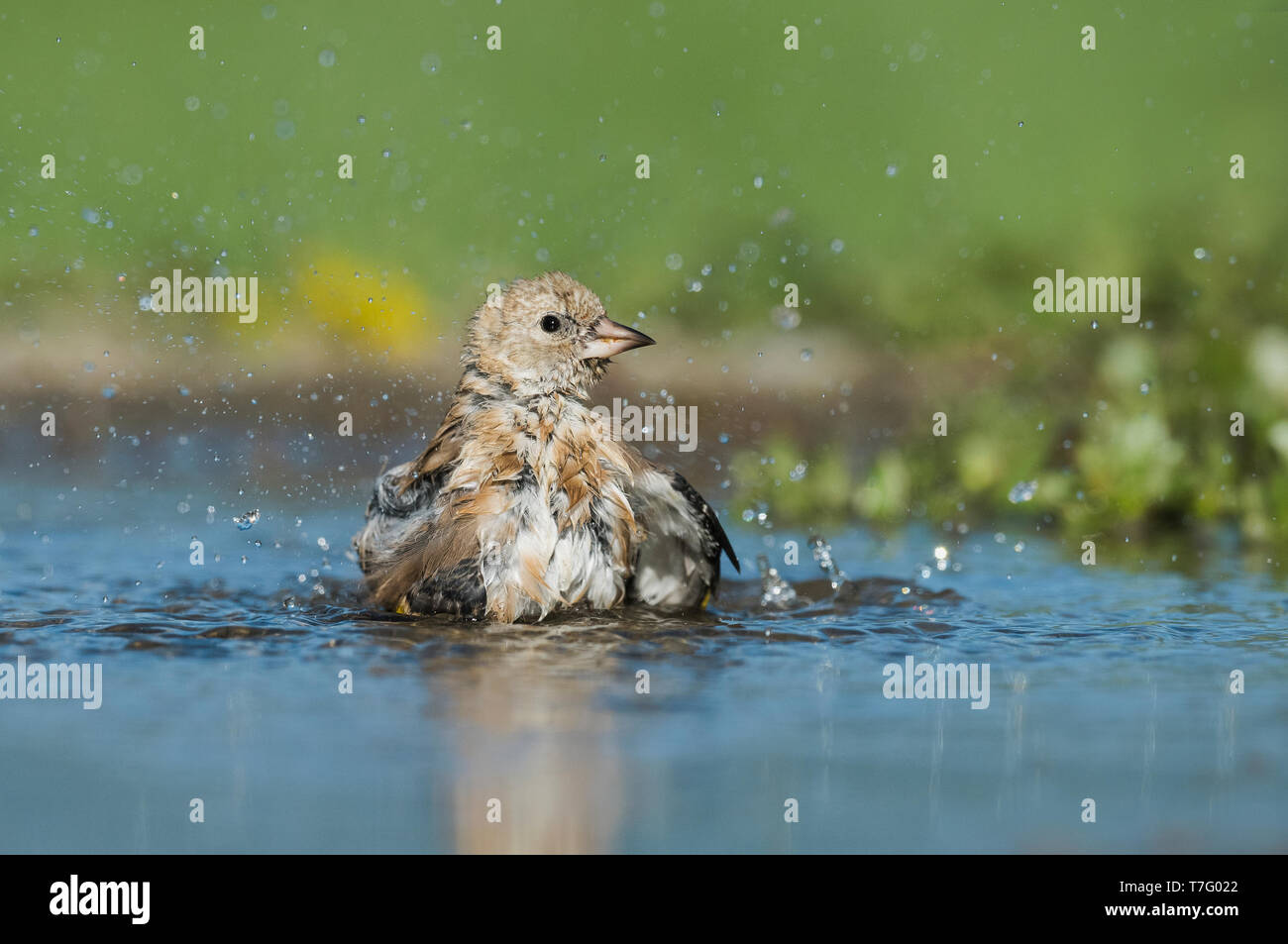 Immaturo Cardellino europeo, Onvolwassen Putter Foto Stock