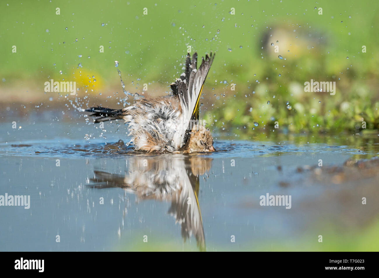Immaturo Cardellino europeo, Onvolwassen Putter Foto Stock