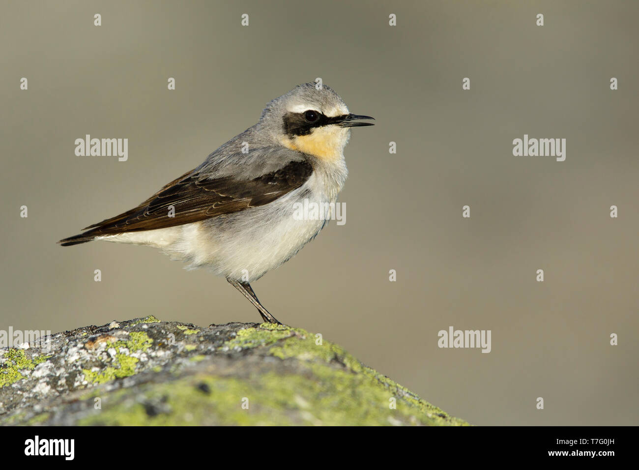 Maschio adulto culbianco (Oenanthe oenanthe oenanthe) in allevamento del piumaggio a cantare da una roccia sulla tundra della penisola di Seward in Alaska, Stati Uniti d'America. Foto Stock