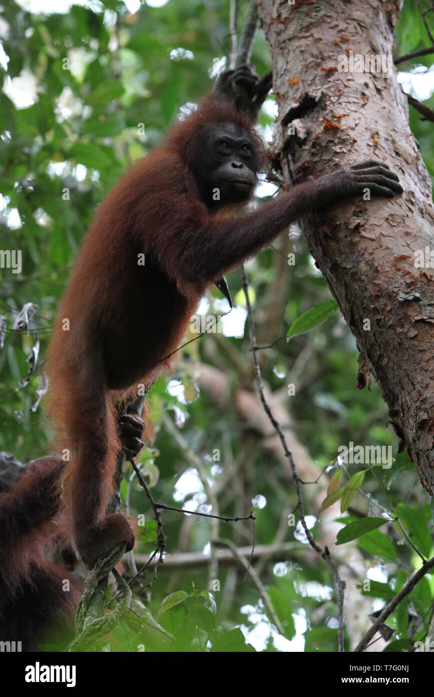 Bornean Orangutan (Pongo pygmaeus) in Danum Valley Conservation area su Sabah, Malaysian Borneo. Foto Stock