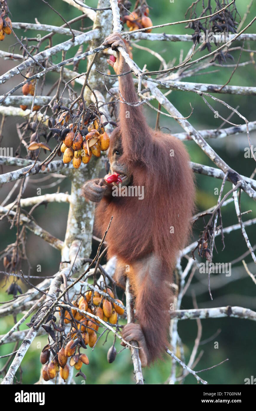 Salvato di orfani Bornean Orangutan (Pongo pygmaeus) mangiare frutta in degli Oranghi Centro di Riabilitazione su Sabah, Malaysian Borneo. Uno di Sabah del top t Foto Stock