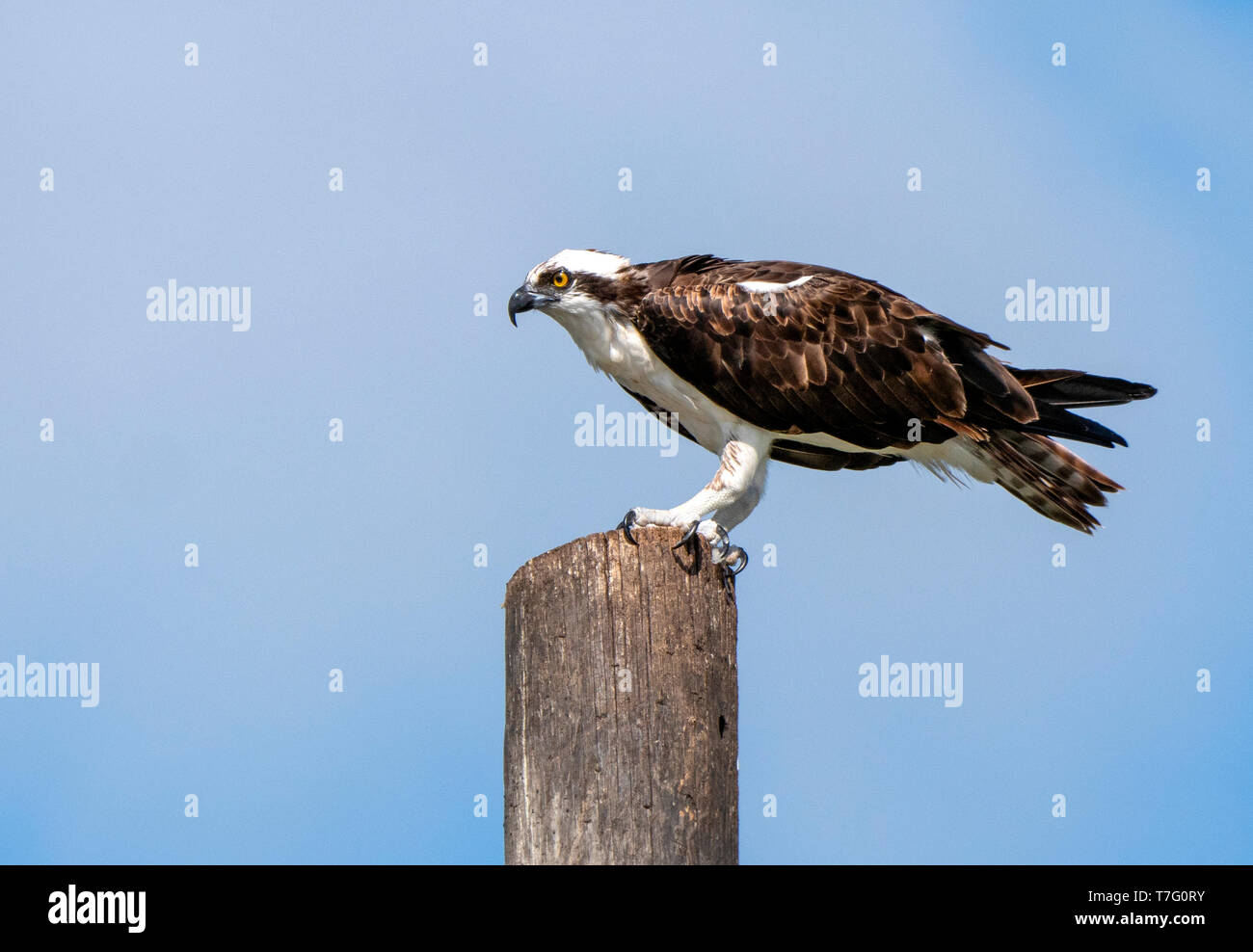 Western Falco pescatore (Pandion haliaetus) appollaiato su un palo Foto Stock