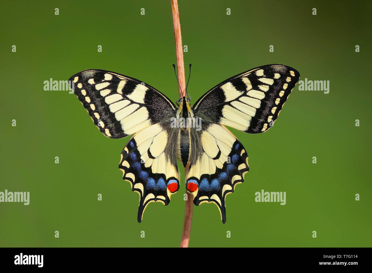 A coda di rondine, Papilio machaon, Schwalbenschwanz, Germania, imago Foto Stock