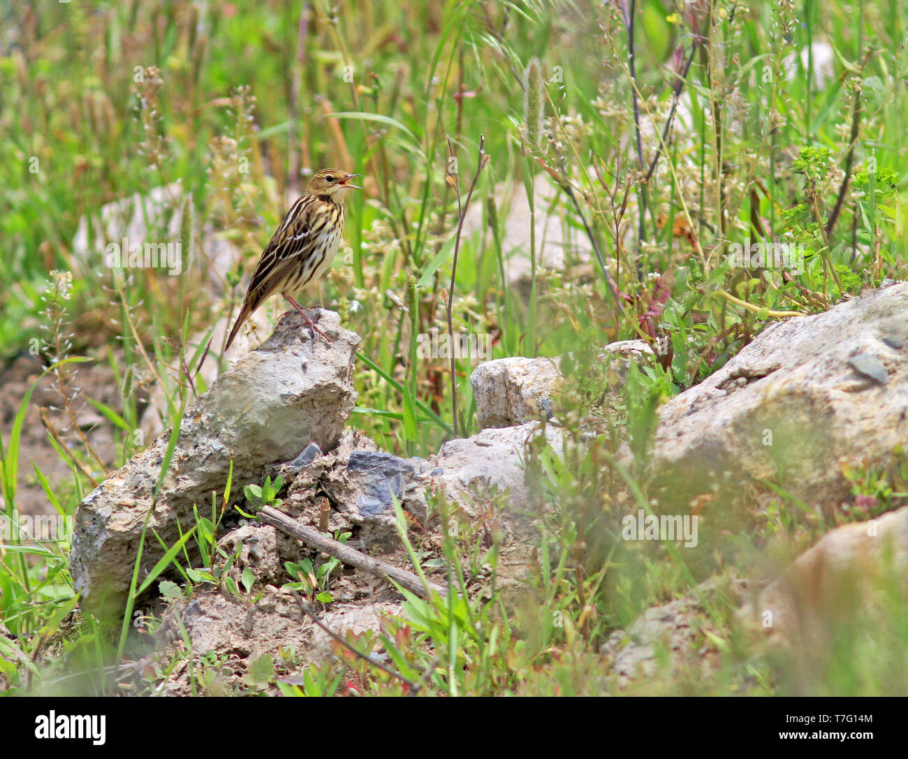 Petchora pipit (Anthus gustavi) cantando su una roccia Foto Stock