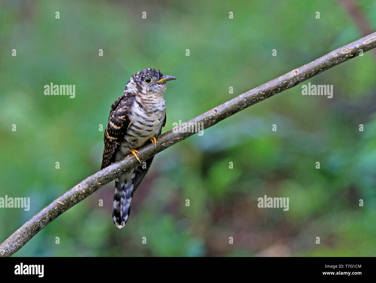 Indiano (cuculo Cuculus micropterus) capretti in foreste pluviali di Sumatra, in Indonesia. Foto Stock
