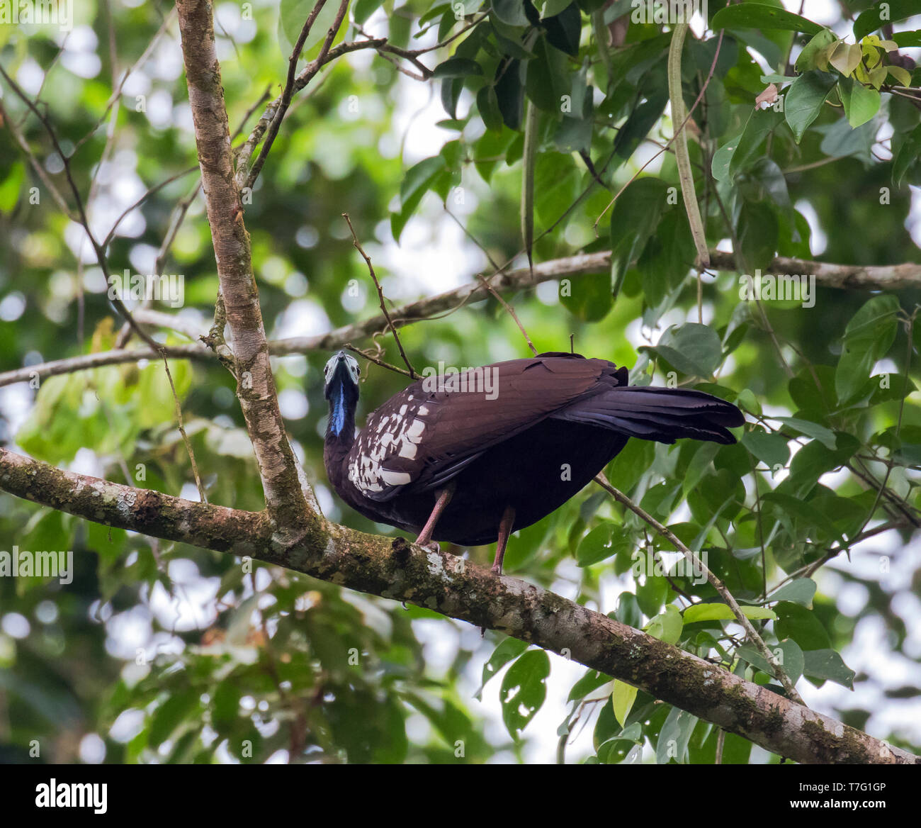 In pericolo critico Trinidad piping guan (Pipile pipile), localmente noto come pawi, sull'isola di Trinidad nel Mar dei Caraibi. Appollaiato su un ramo in Foto Stock