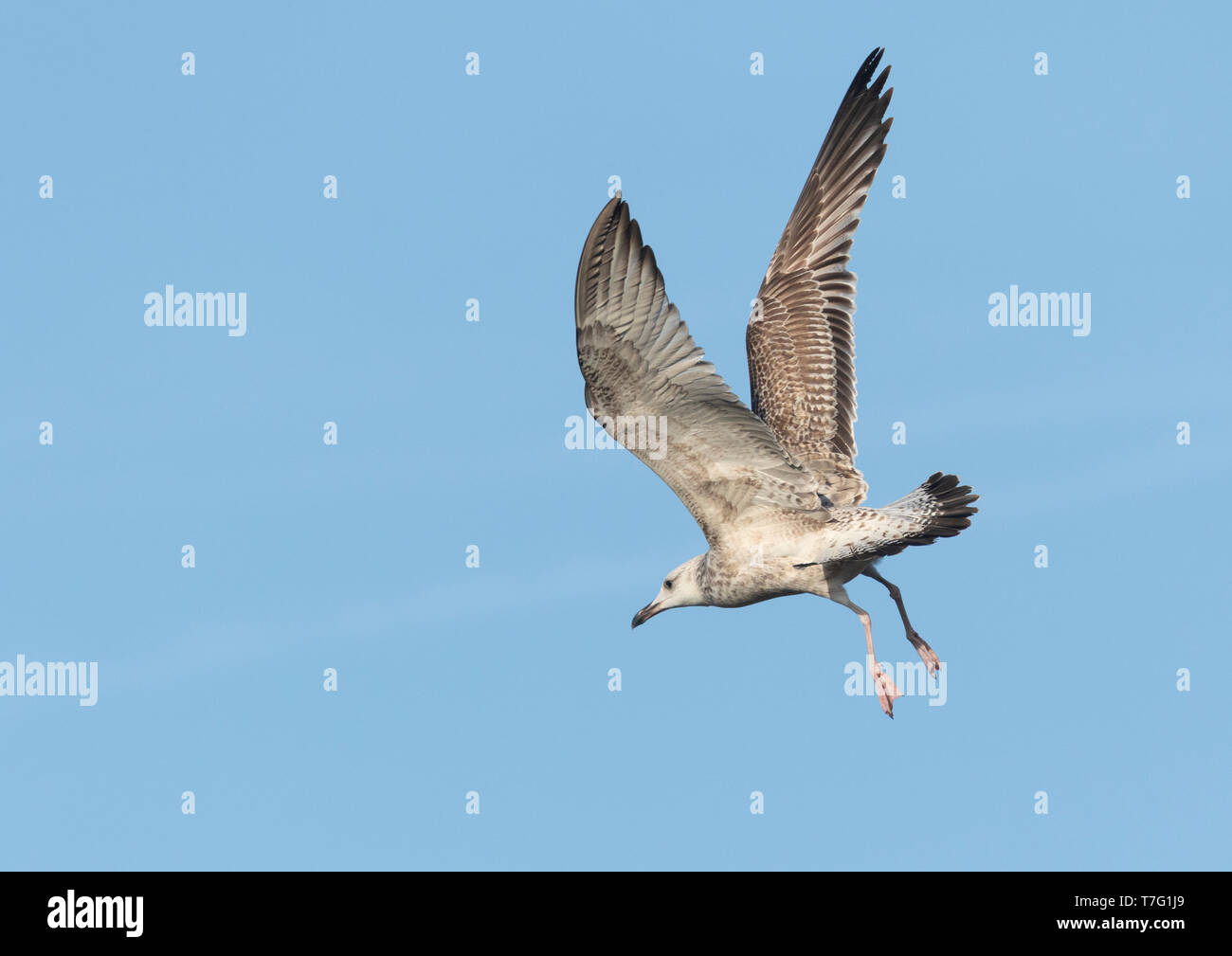 Primo-inverno Caspian Gull (Larus cachinnans) prendendo il largo in Gran Bretagna. Foto Stock
