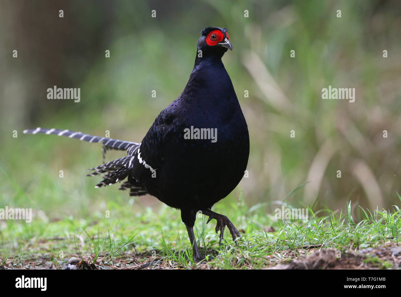 Il Fagiano mikado (Syrmaticus mikado), non ufficiale di uccello nazionale di Taiwan. Endemica di regioni montane di Taiwan. Foto Stock