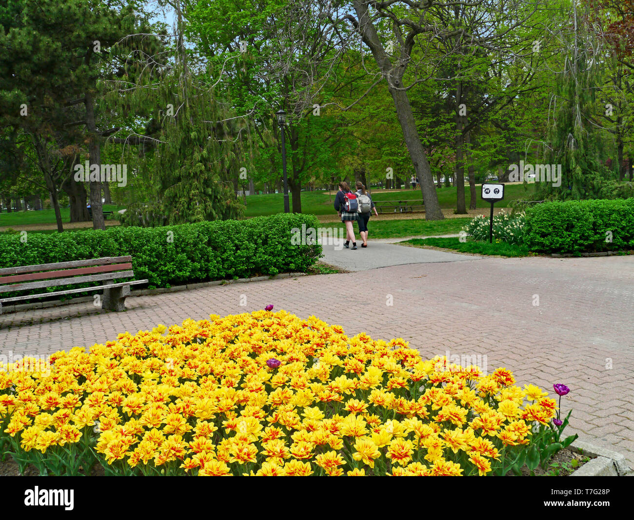 Queen's Park, Toronto, con molla tulipani in fiore Foto Stock