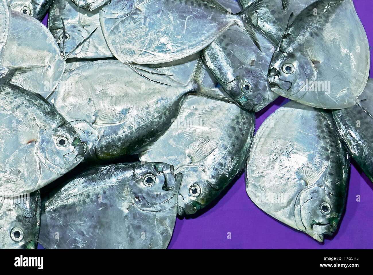Close-up di abbondanza Mene Moonfish posa su un colore porpora panno della tabella in un mercato umido. Si tratta di un comune pesce nelle Filippine. Foto Stock
