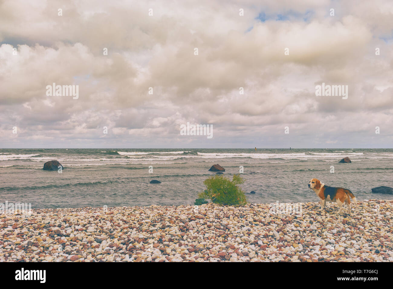 Un cane sorge sulla spiaggia sassosa del Mar Baltico in un vento forte. Foto Stock
