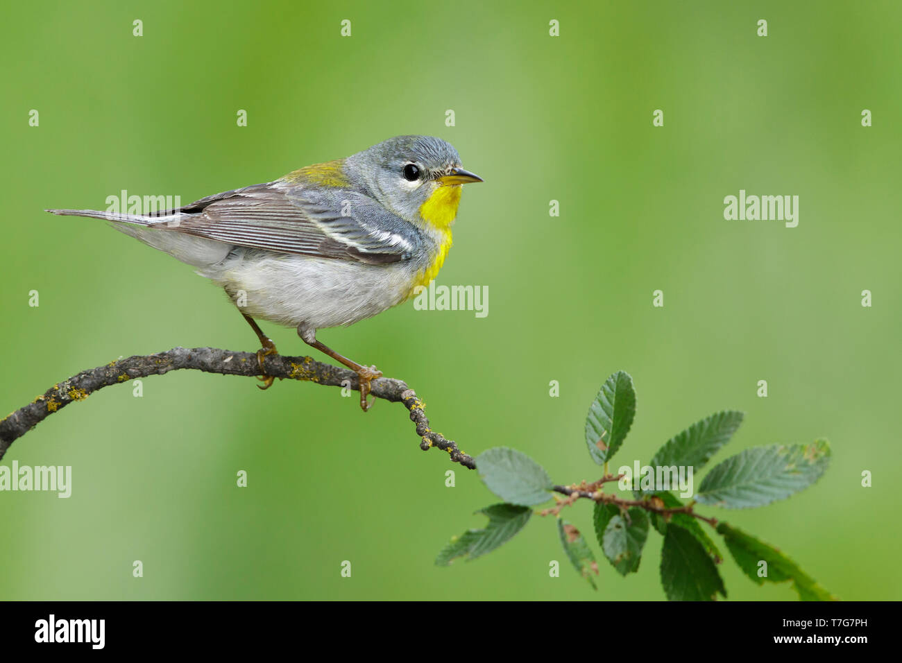 Femmina adulta Parula settentrionale (Setophaga americana) appollaiato su un ramoscello in Galveston County, Texas, Stati Uniti d'America, durante la primavera migation. Foto Stock