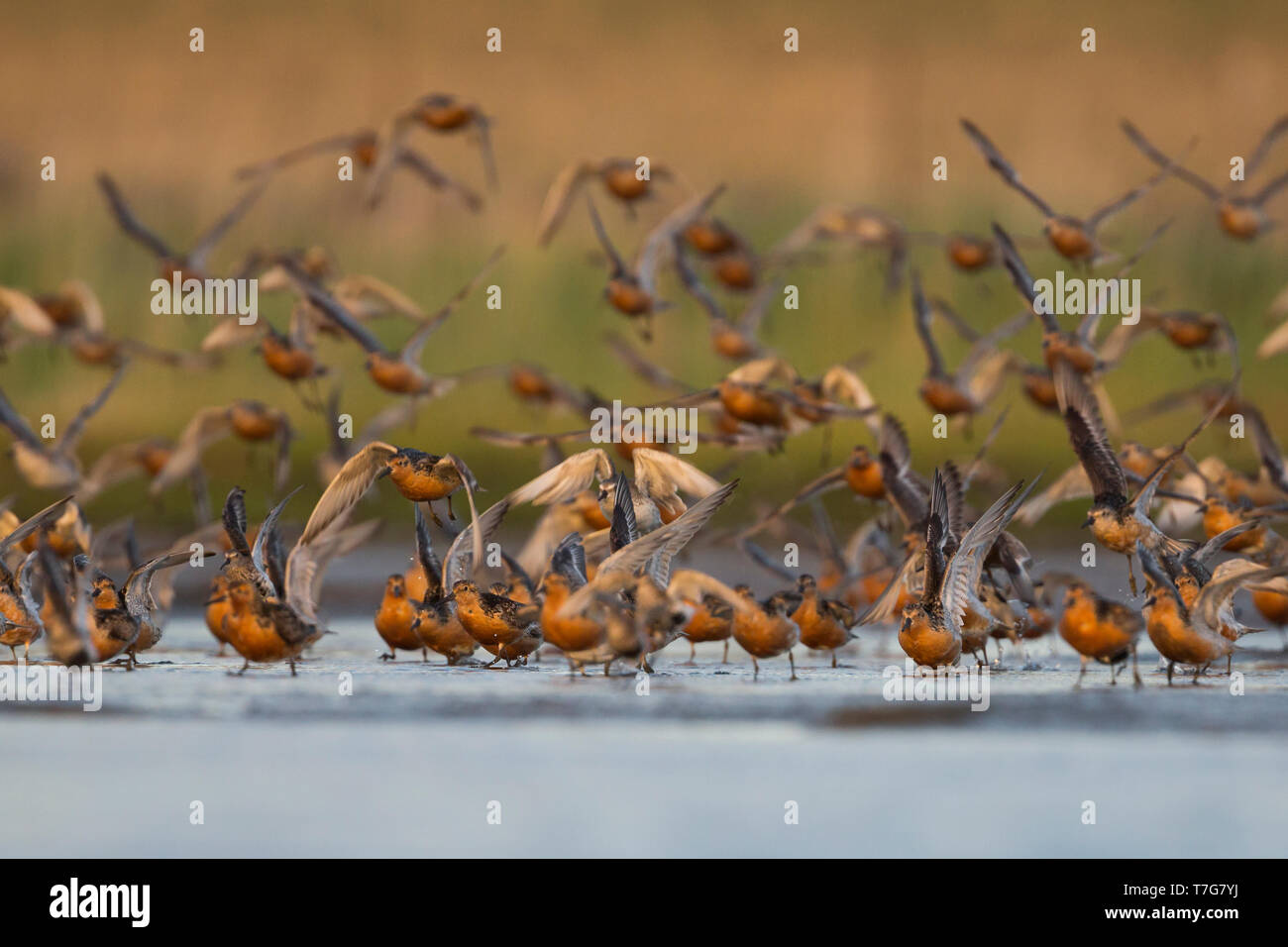 Gregge di Red nodi (Calidris canutus), Germania, uccelli adulti in estate piumaggio di decollare da sono ' appollaiati area. Foto Stock