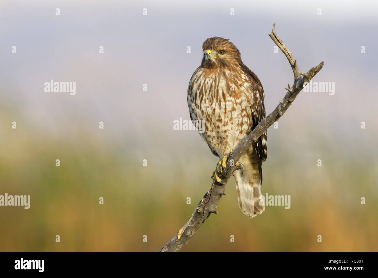 Immaturo Red-Hawk con spallamento (Buteo lineatus) seduto su un ramo in Riverside County, California, Stati Uniti d'America. Foto Stock