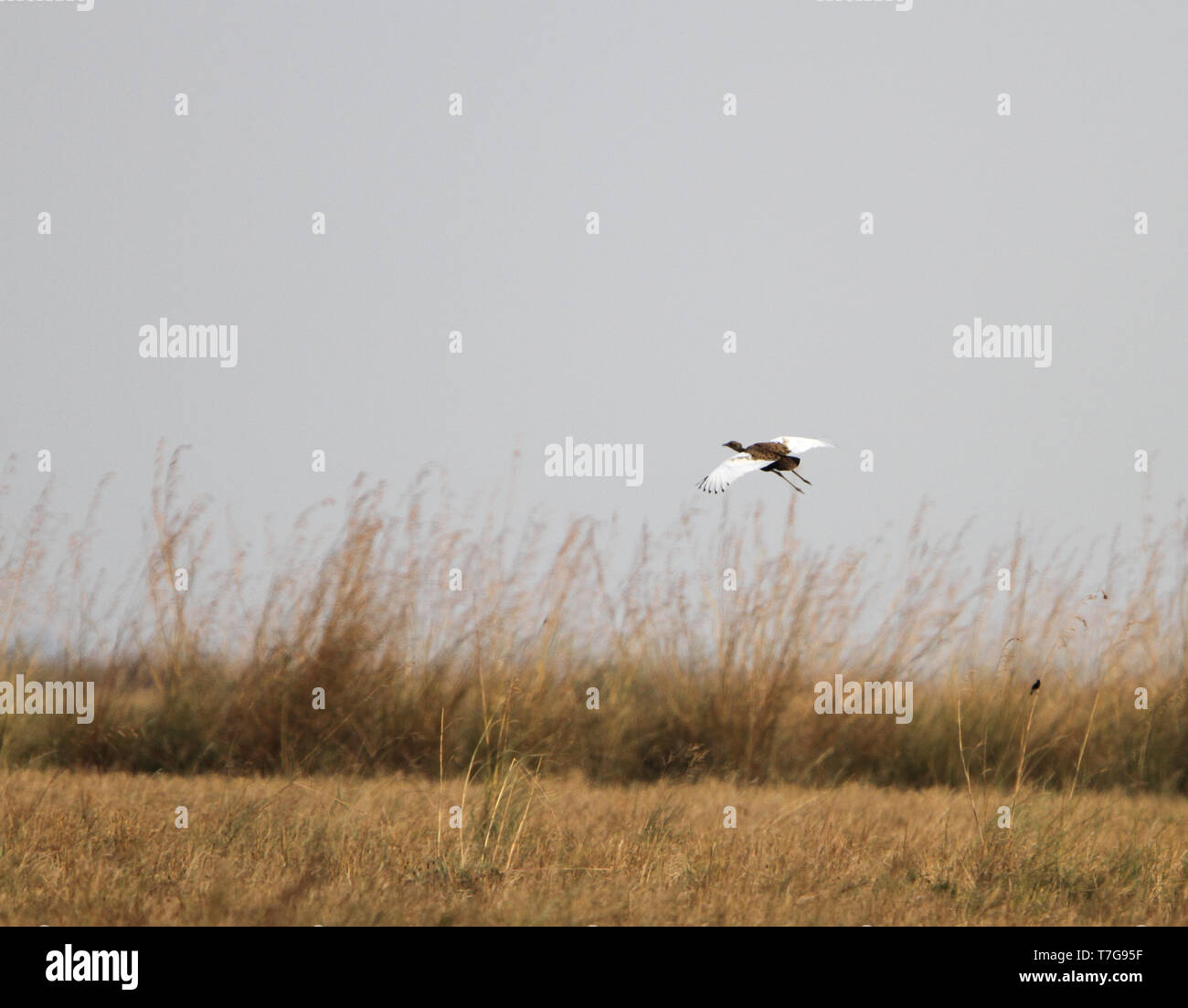 In pericolo critico Florican del Bengala (Houbaropsis bengalensis) in volo su praterie. Foto Stock