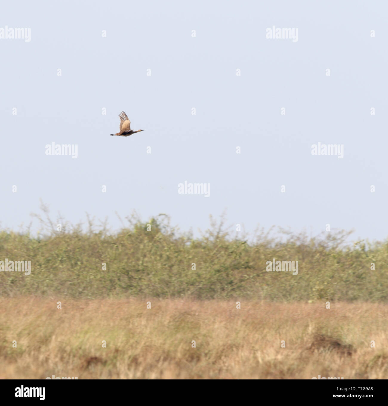 In pericolo critico Florican del Bengala (Houbaropsis bengalensis) in volo su praterie. Foto Stock