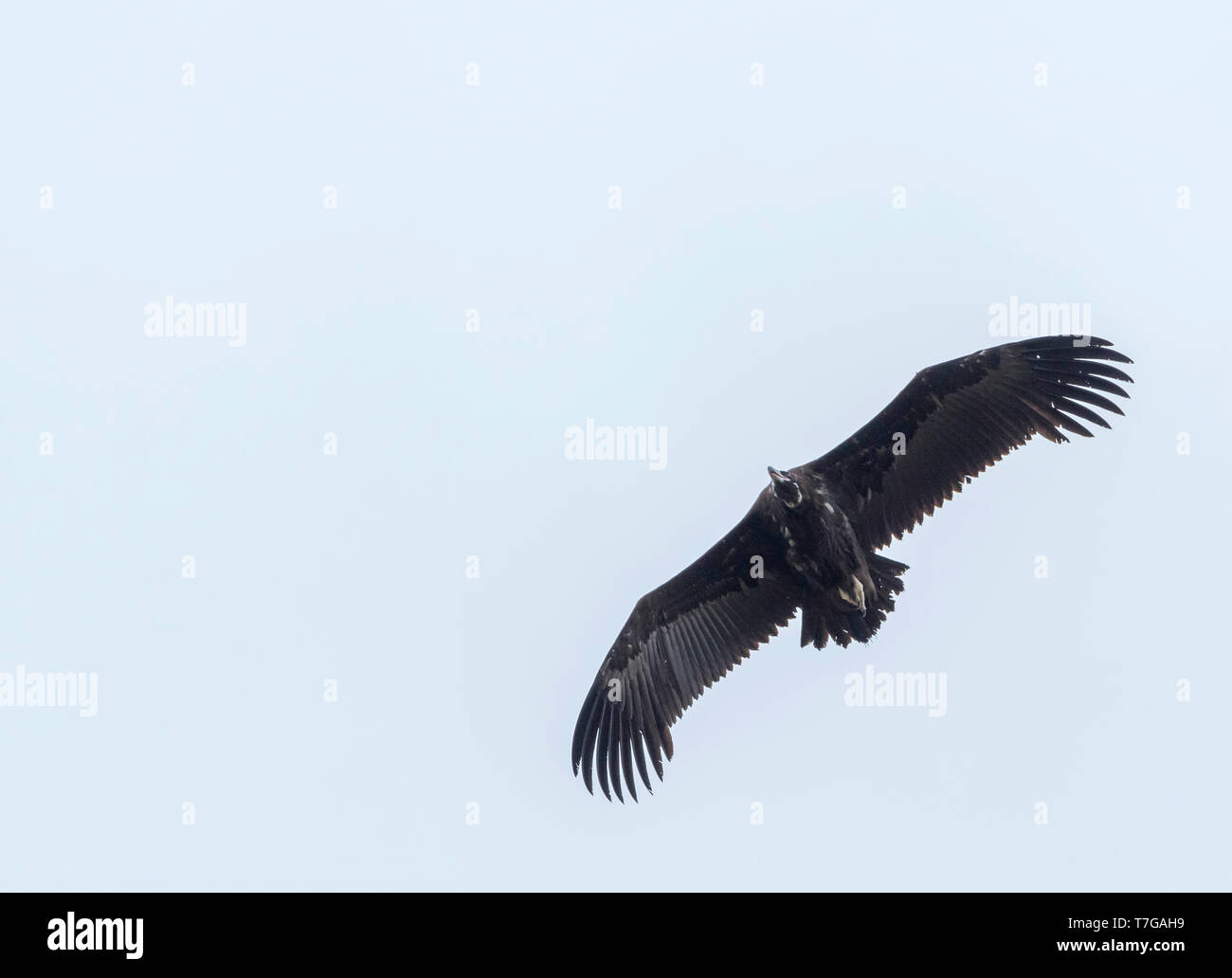 Cinereous Vulture (Aegypius monachus), Russia (Baikal), 2° cy in volo, visto dal di sotto. Foto Stock