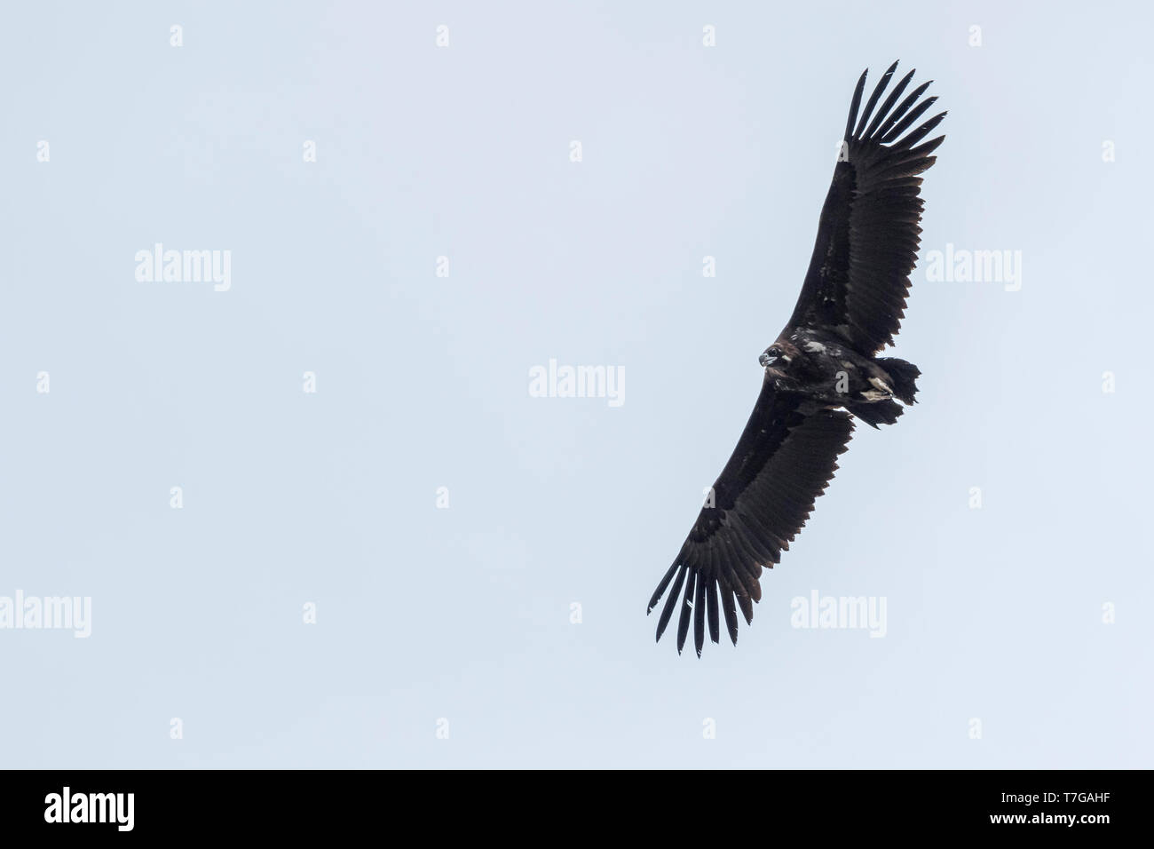 Cinereous Vulture (Aegypius monachus), Russia (Baikal), 2° cy in volo, visto dal di sotto. Foto Stock