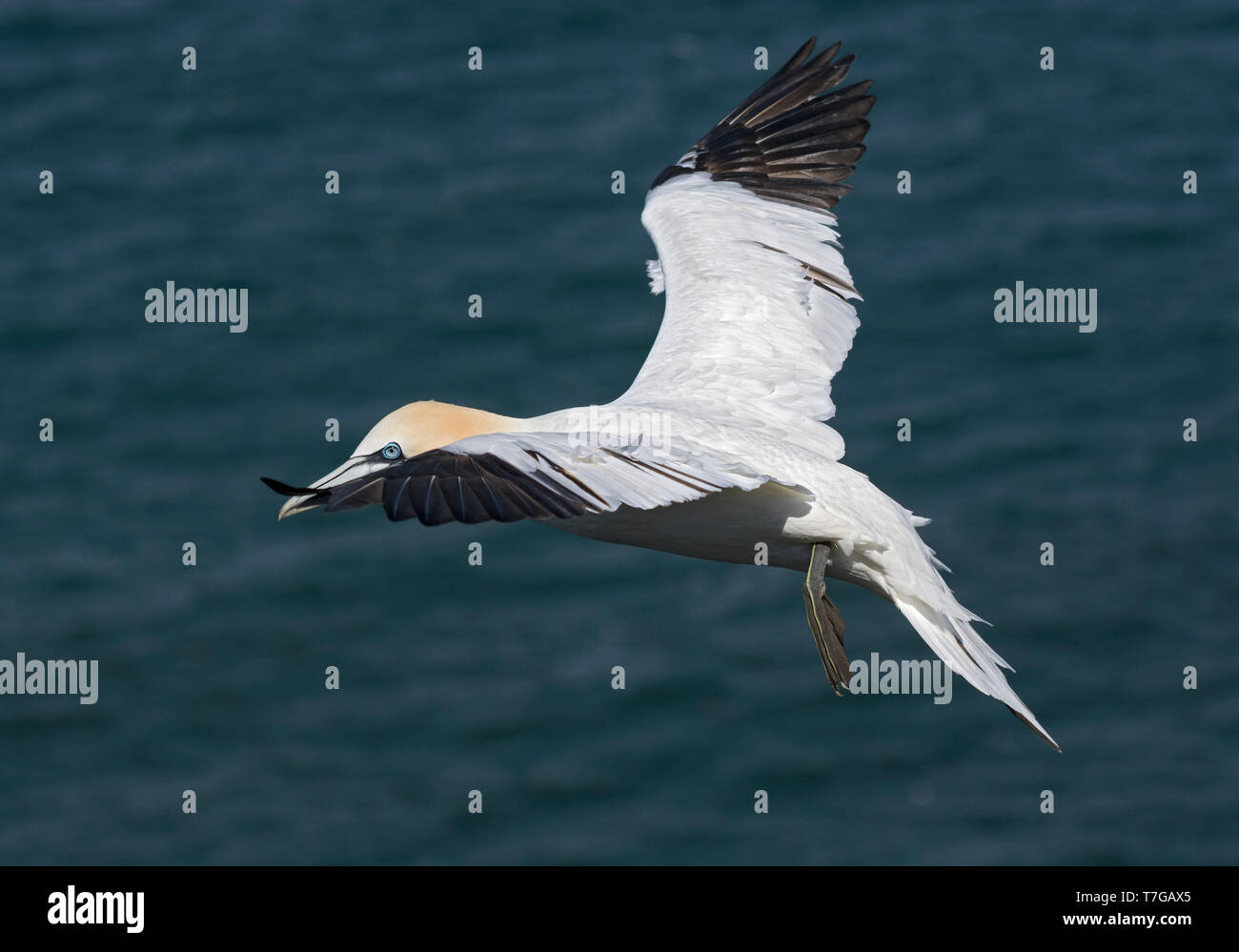 Northern Gannet, Morus bassanus, a Bempton Cliffs, in volo sopra il mare, Regno Unito Foto Stock
