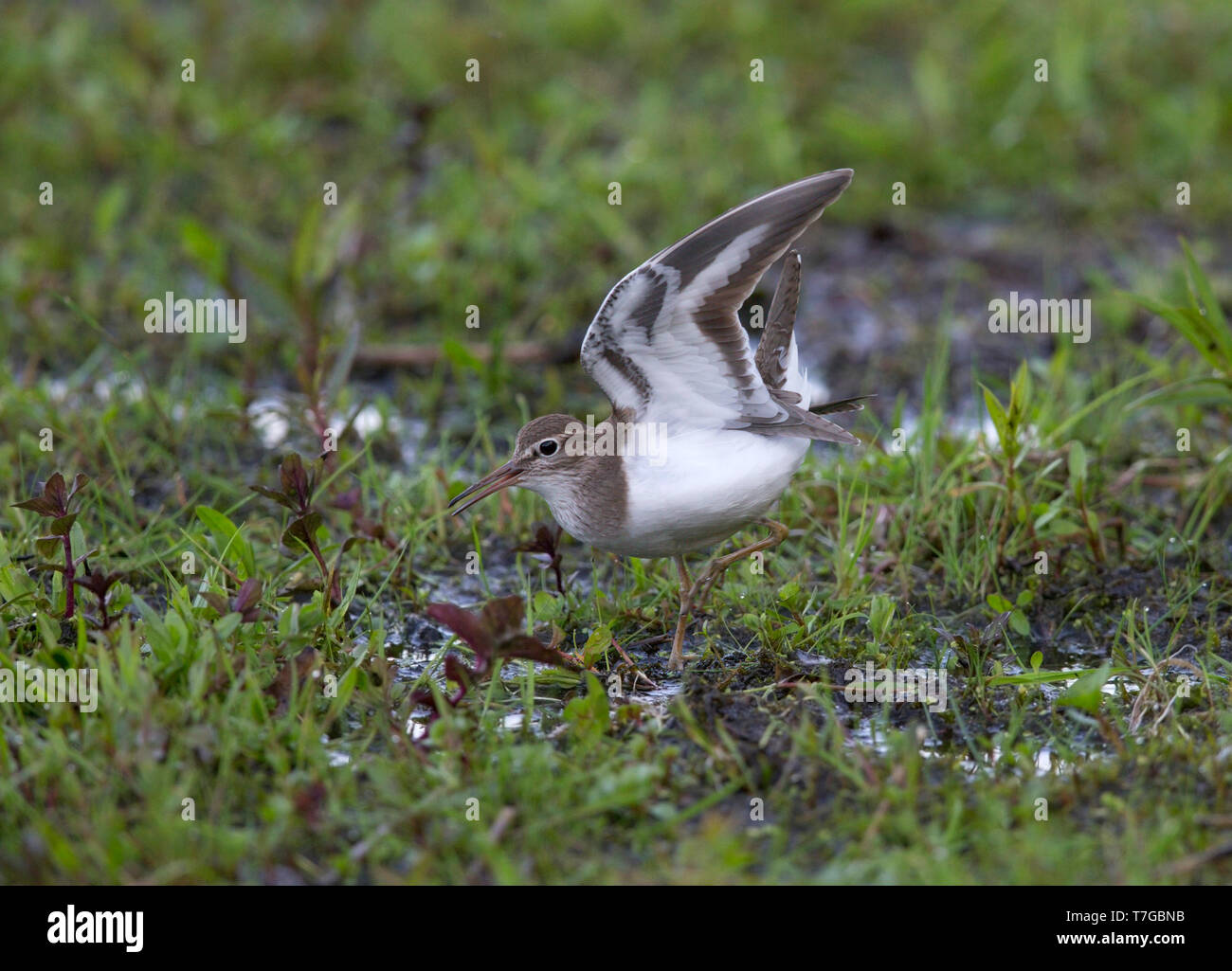 Il canto e la visualizzazione di Piro-piro piccolo (Actitis hypoleucos) sollevamento della sua ala e la coda. Foto Stock