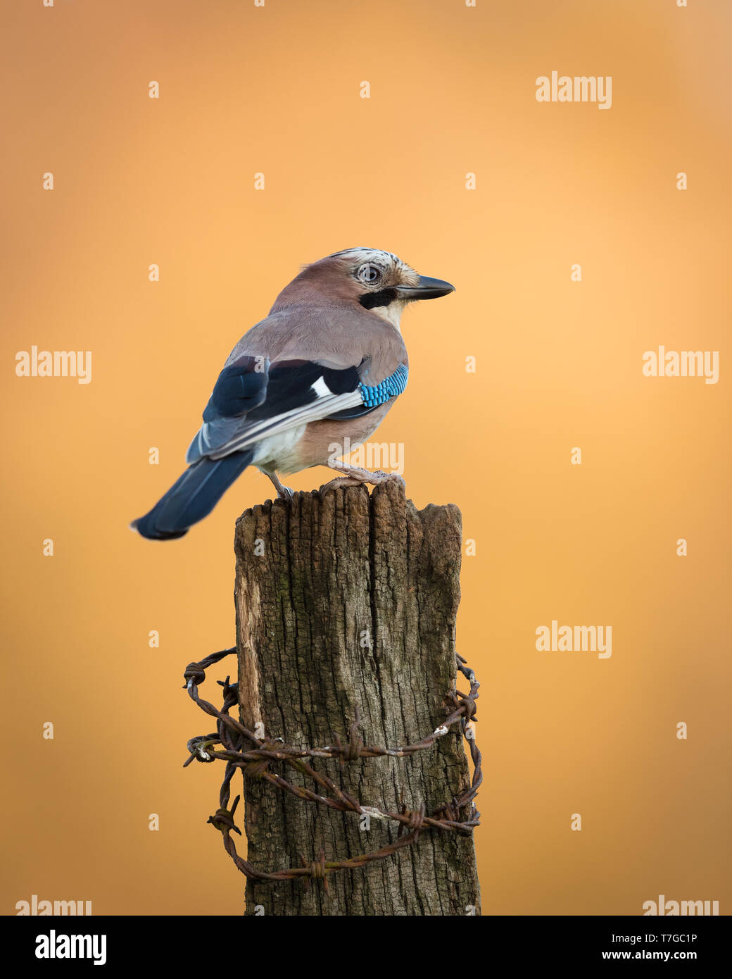 Jay appollaiato su un palo di legno al tramonto Foto Stock