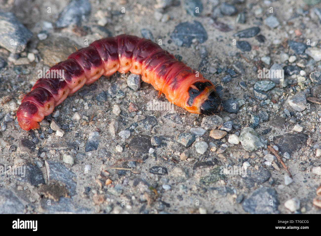 Cossus cossus - di capra Moth - Weidenbohrer, Germania (Baden-Württemberg), larva Foto Stock