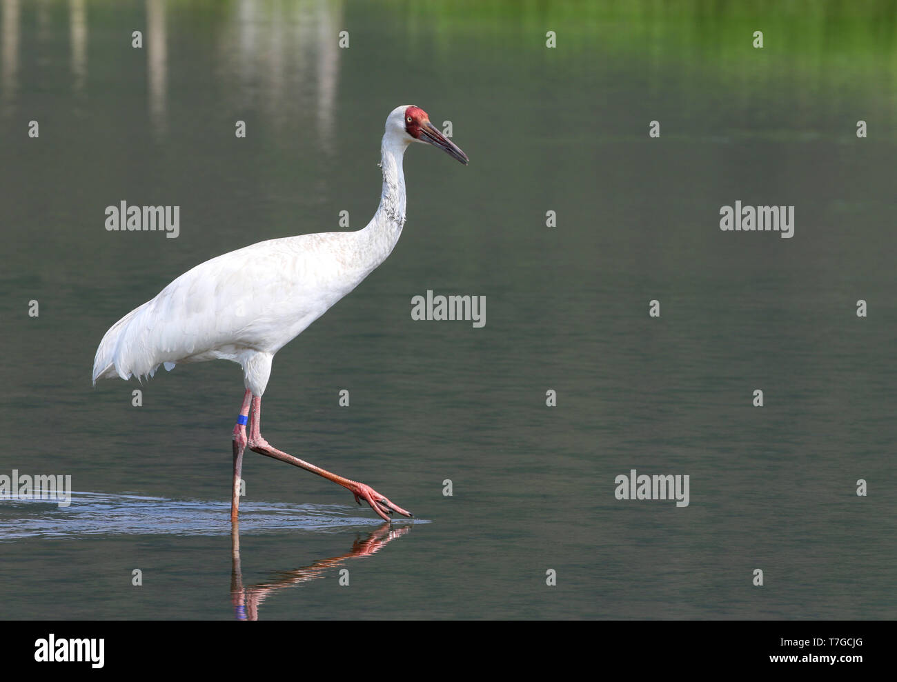 Gru siberiana (Leucogeranus leucogeranus) guadare in piscina poco profonda su Taiwan. Foto Stock