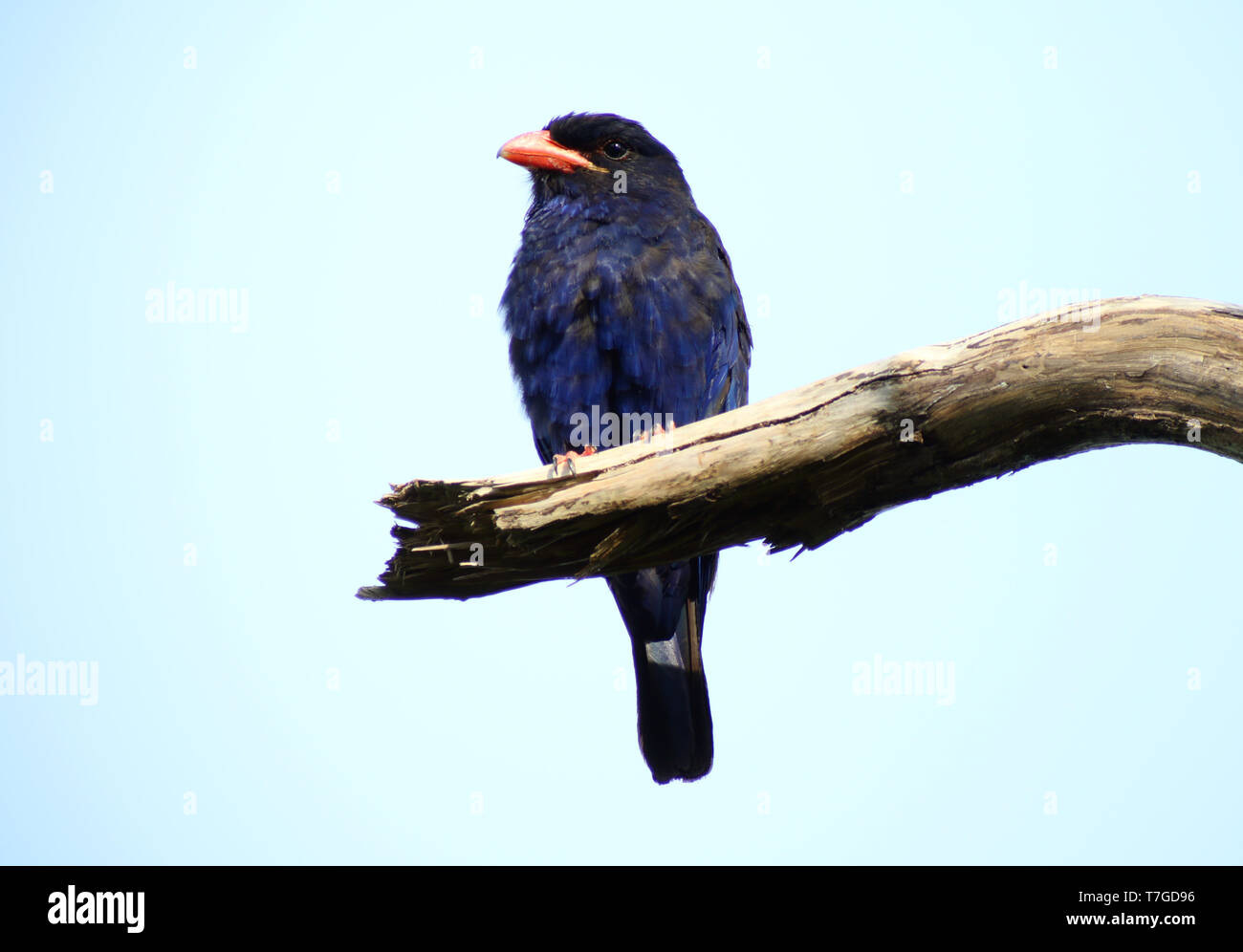 Azure dollarbird (Eurystomus azureus), endemico delle isole Molucche, Indonesia Foto Stock