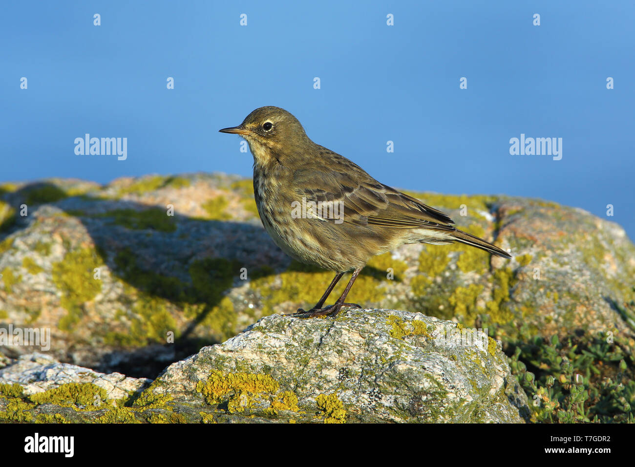 Eurasian Rock Pipit (Anthus petrosus) durante la fine di settembre sul isola di Ouessant in Francia. Foto Stock