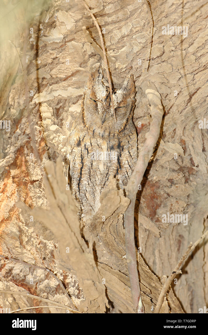 Eurasian Assiolo (Otus scops) Al Abraq - Kuweit. Appollaiato in un albero durante la migrazione di autunno. Ben nascosta. Foto Stock