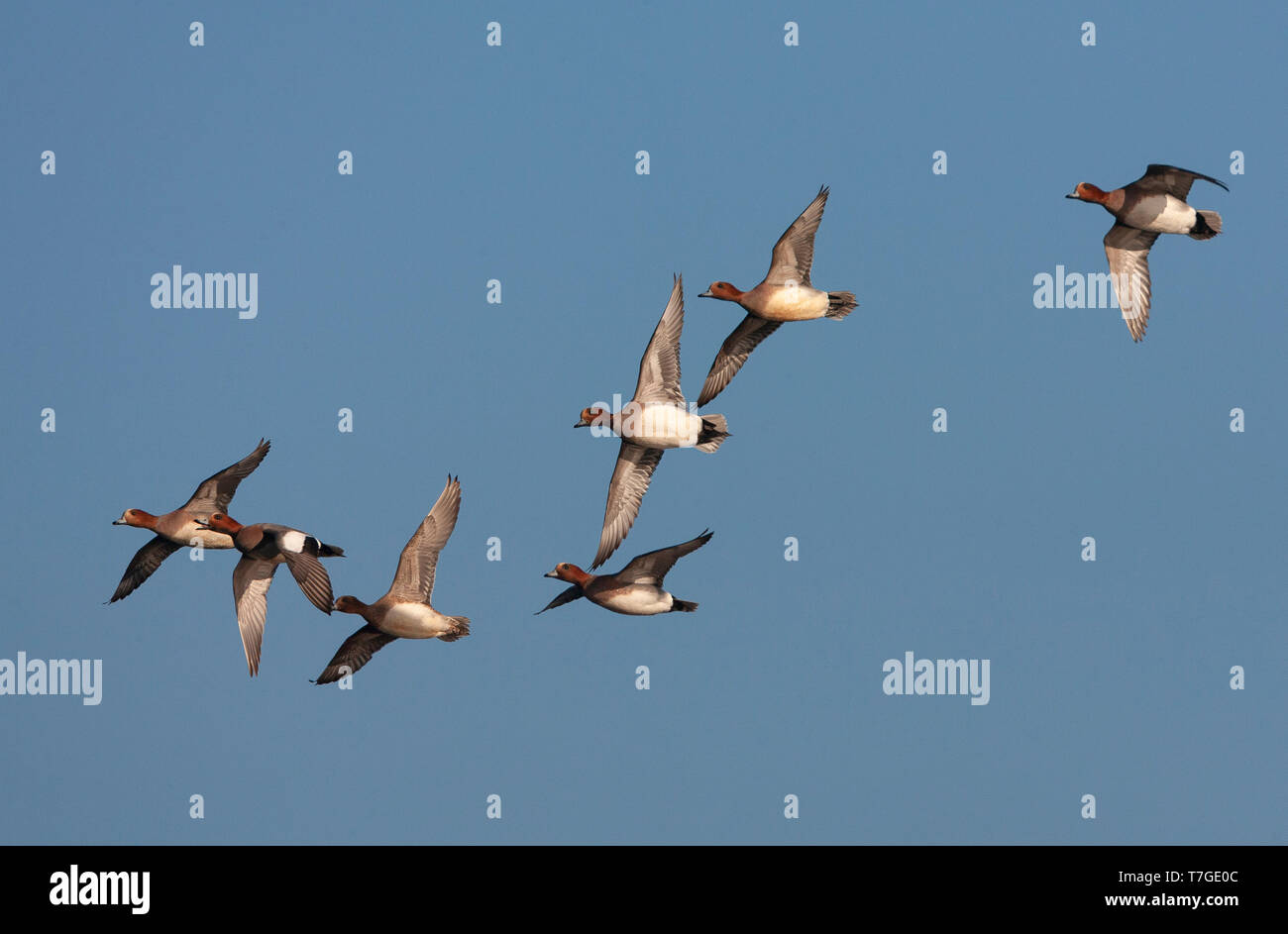 Sette Wigeons eurasiatica (Anas penelope) volare su un lago nei Paesi Bassi. Foto Stock