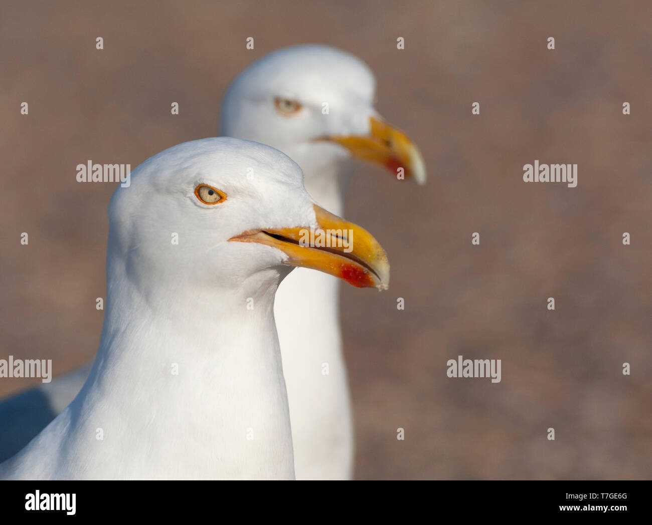 Primo piano di due intense staring europei adulti gabbiani reali (Larus argentatus) su parcheggio su Texel in Olanda. In attesa di turisti per ettaro Foto Stock