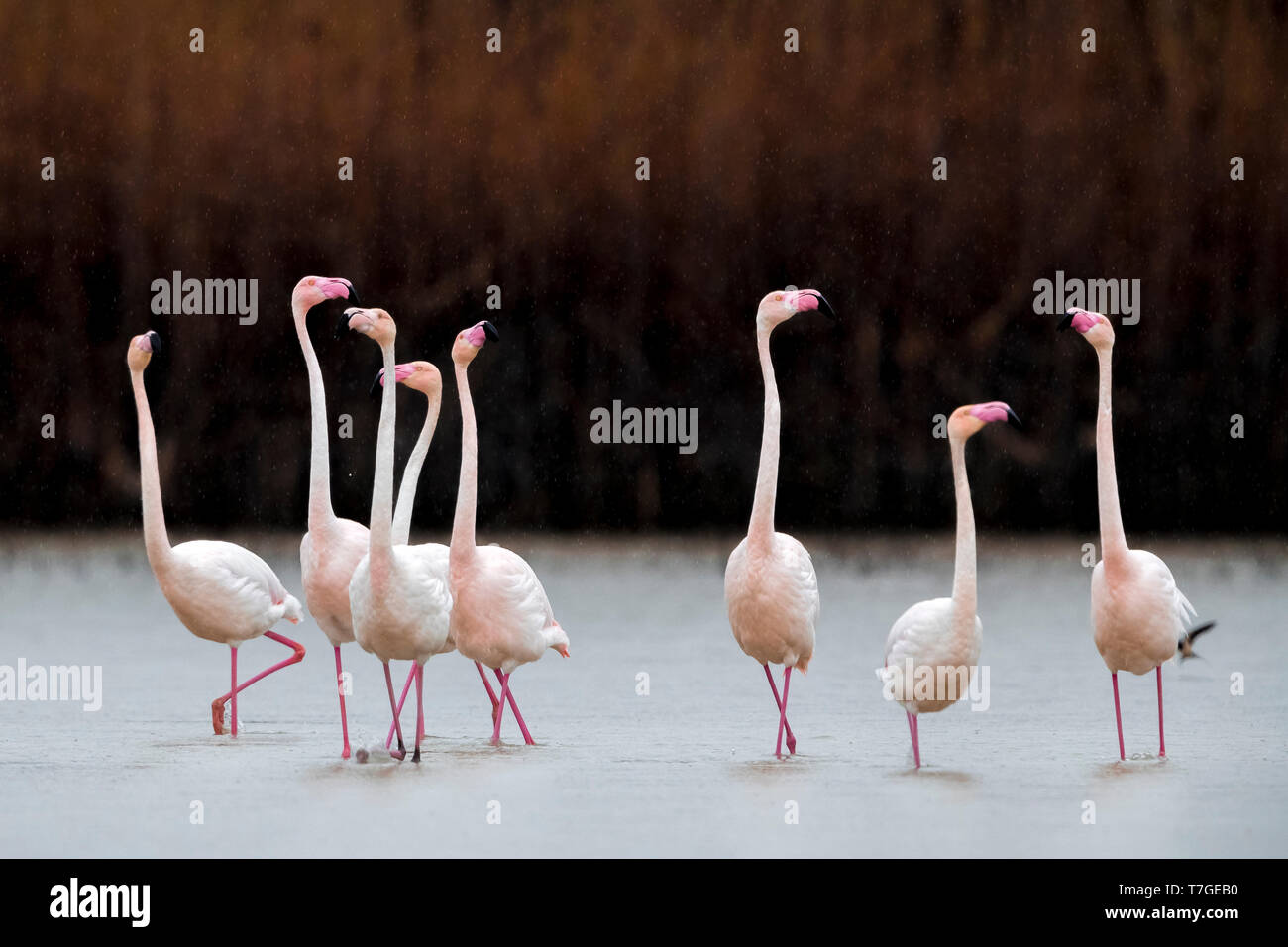 Fenicottero maggiore; Phoenicopterus roseus Foto Stock