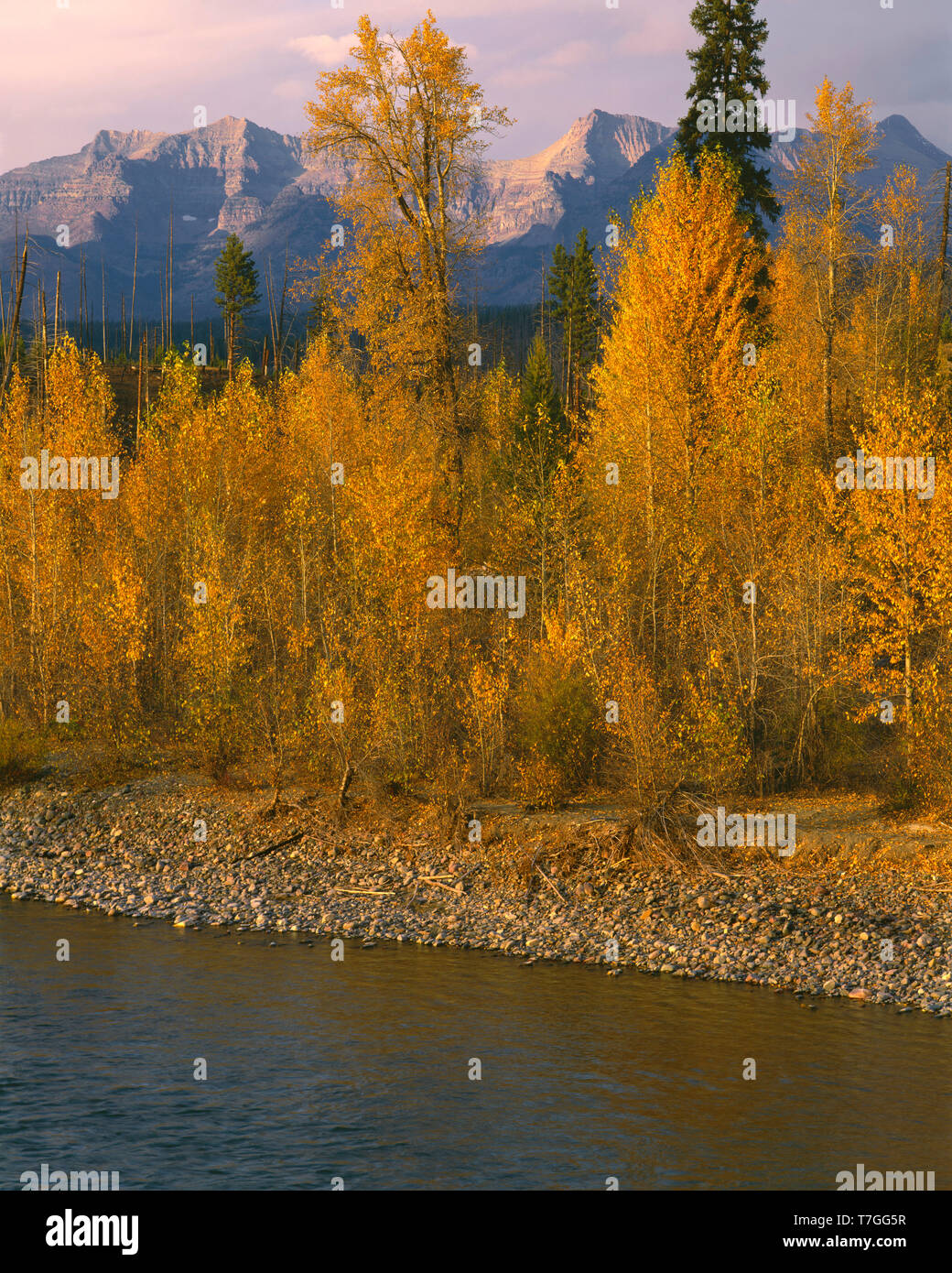 Stati Uniti d'America, Montana, il Parco Nazionale di Glacier, caduta cottonwoods colorati, North Fork Fiume Flathead e lontane cime a est. Foto Stock