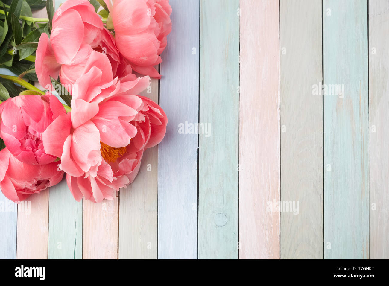 Rosa peonia fiori sui colori pastl tavolo in legno. Giornata della madre o di nozze con sfondo spazio copia. Lay piatto. Vista superiore Foto Stock