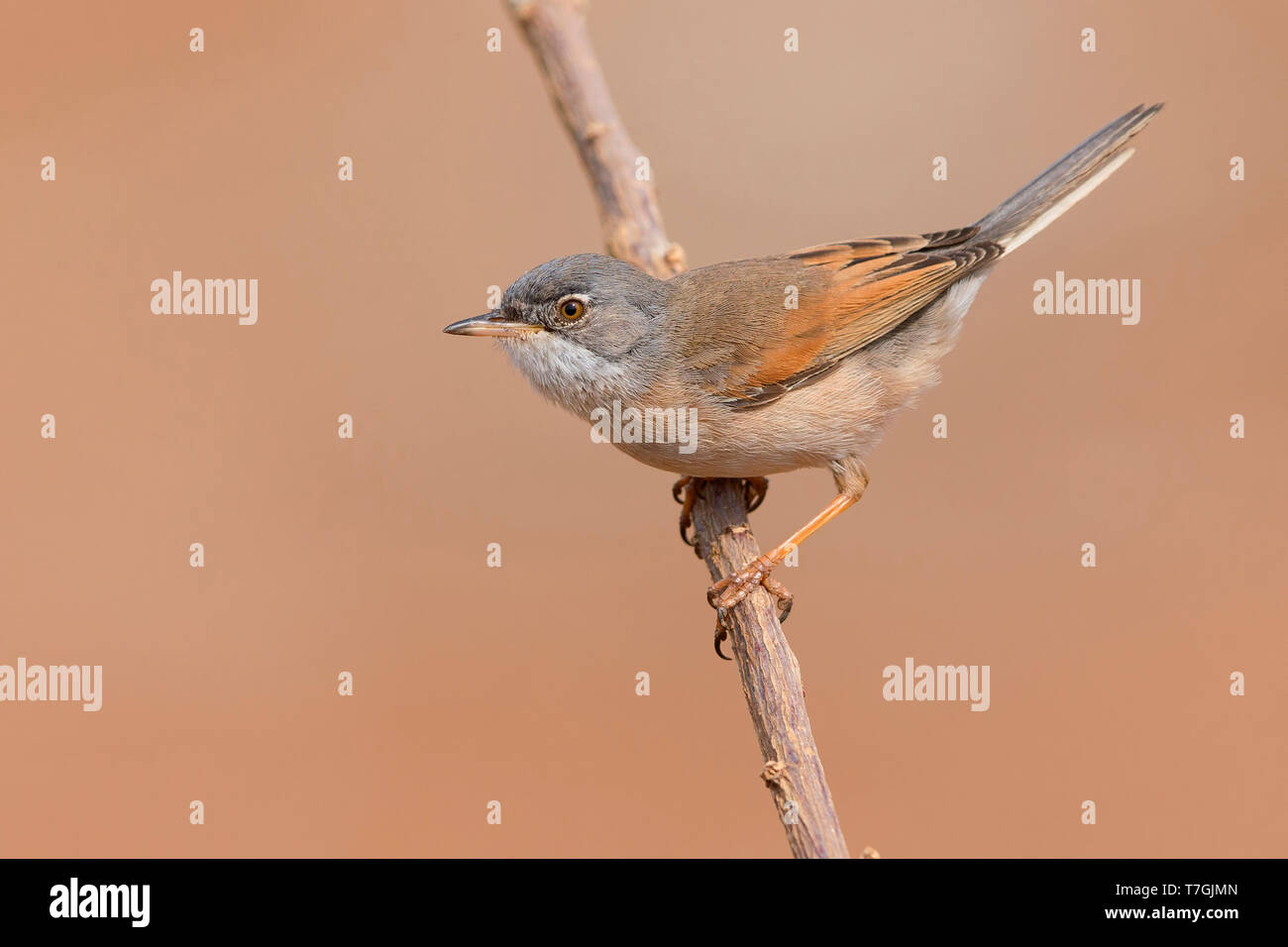 Spectacled trillo, adulti, maschi, Santiago, Capo Verde (Sylvia conspicillata orbitalis) Foto Stock