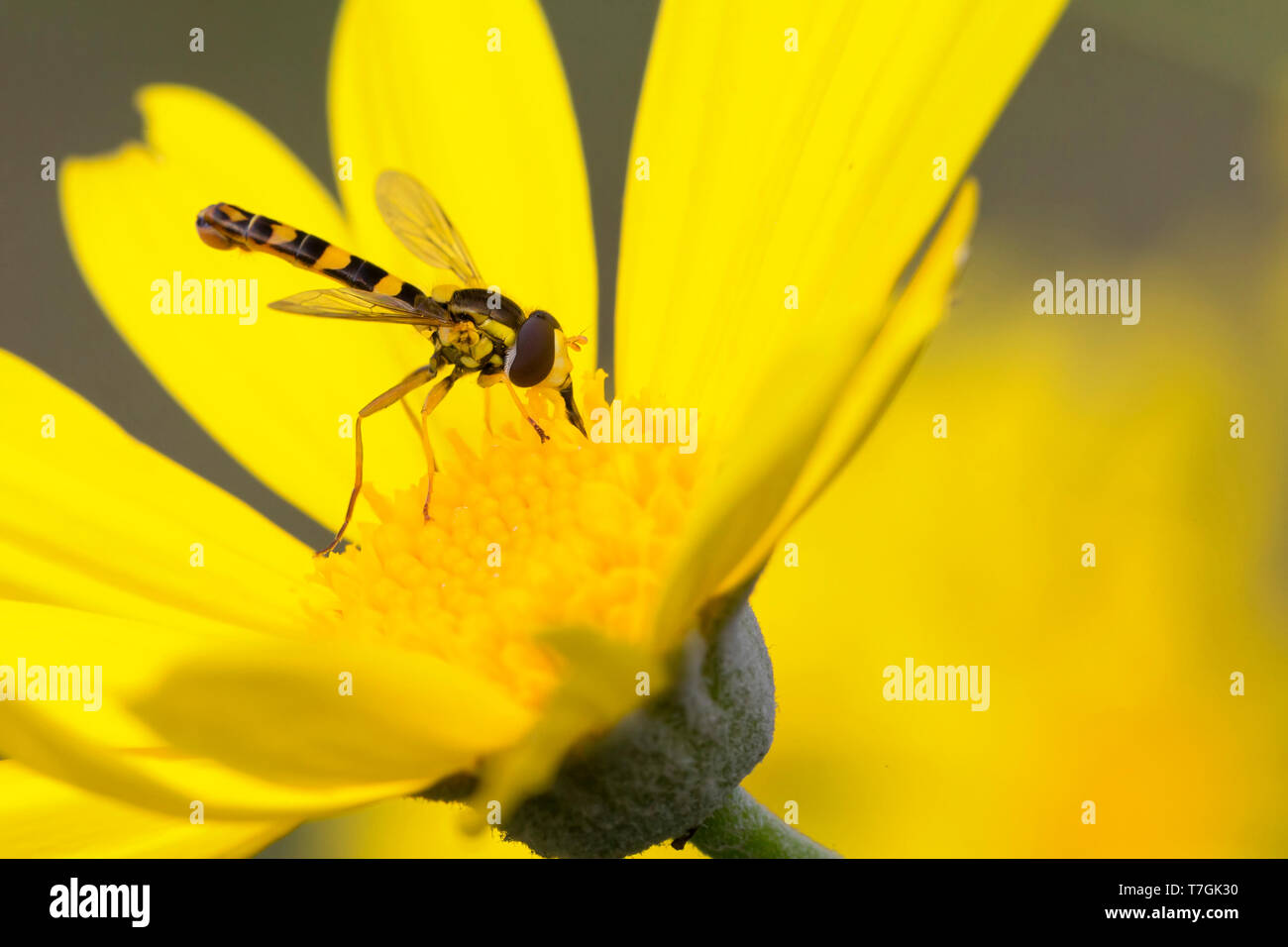 Sphaerophoria scripta, adulto su fiore giallo, Campania, Italia (Sphaerophoria scripta) Foto Stock