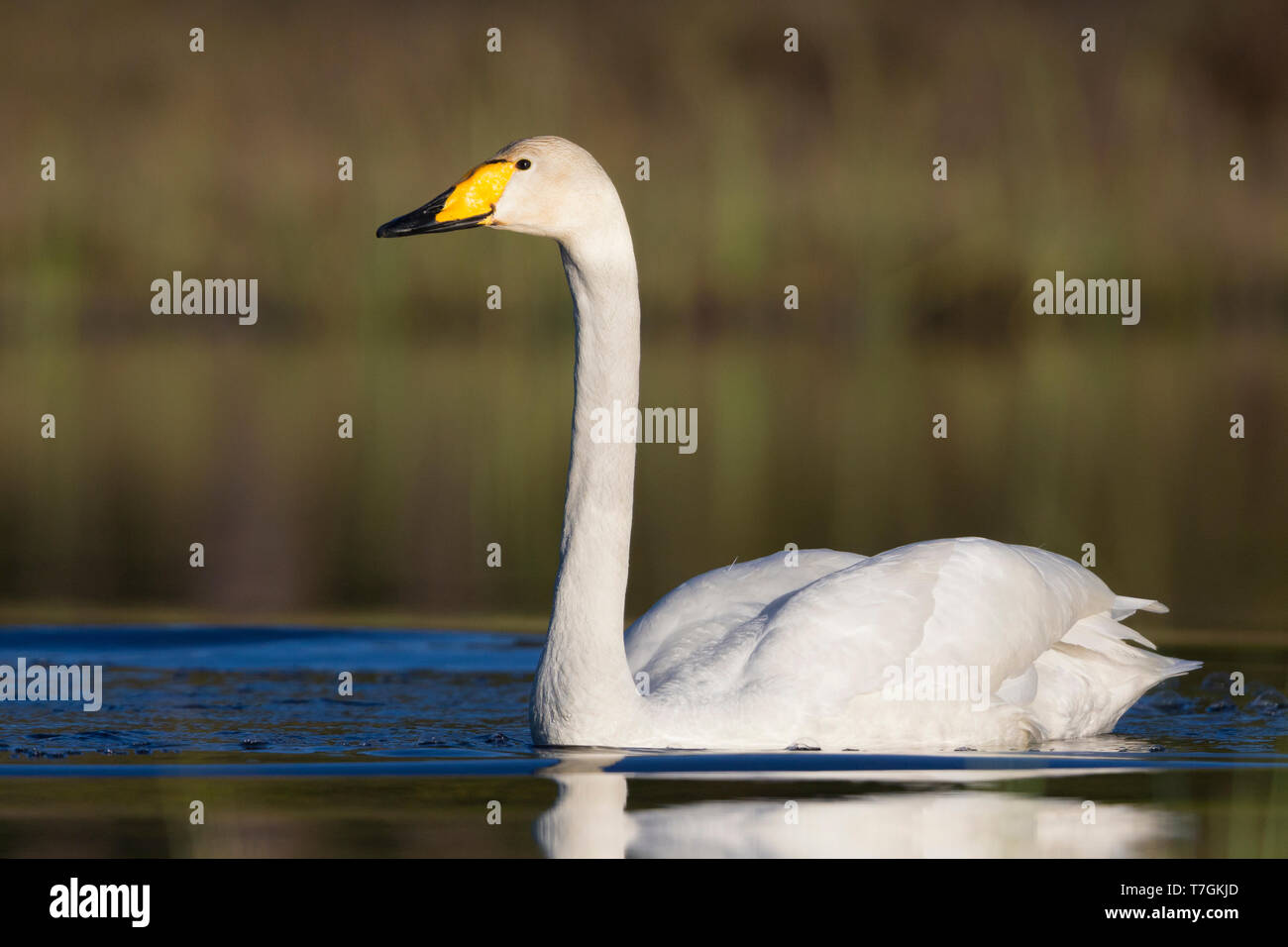 Whooper Swan (Cygnus Cygnus), piscina per adulti in un lago, Ivalo, Lappland, Finlandia Foto Stock