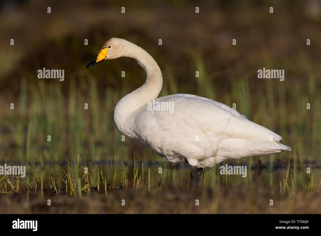 Whooper Swan (Cygnus Cygnus), adulto in piedi in una palude, Ivalo, Lappland, Finlandia Foto Stock
