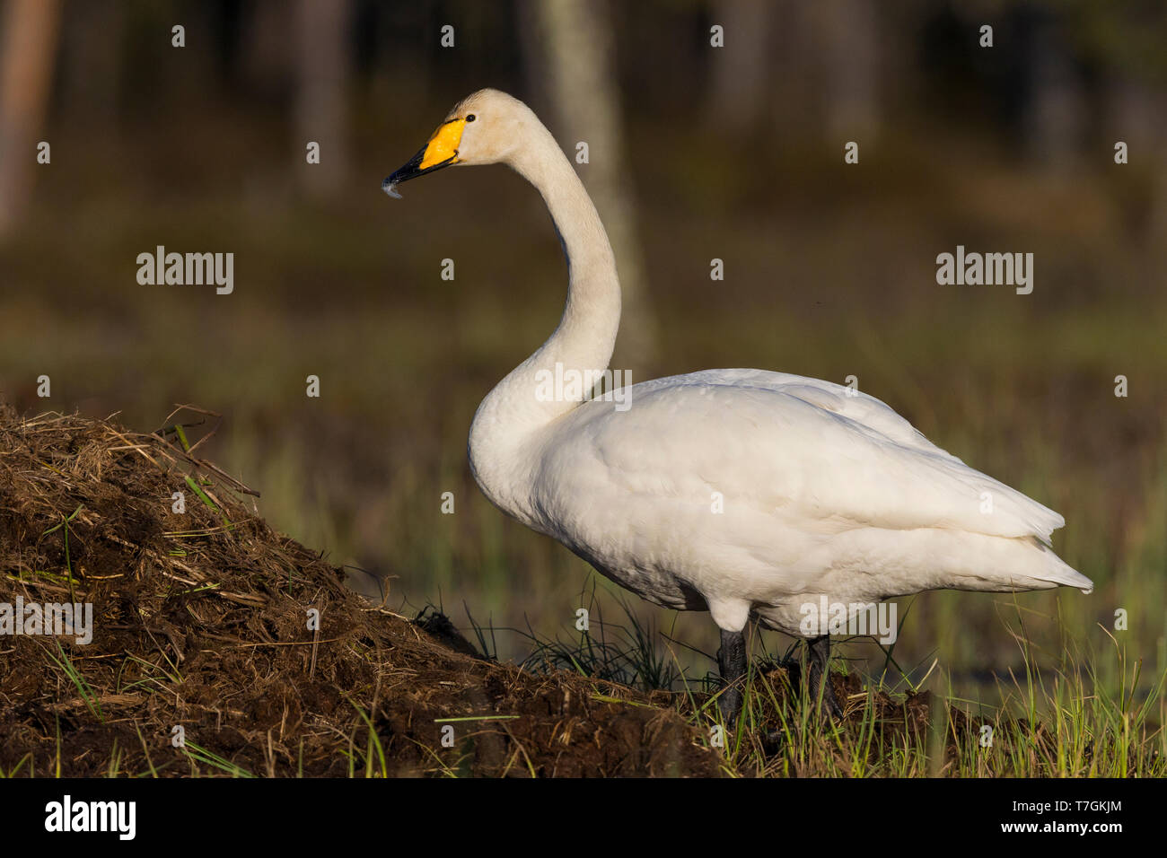 Whooper Swan (Cygnus Cygnus), adulto in piedi in una palude, Ivalo, Lappland, Finlandia Foto Stock