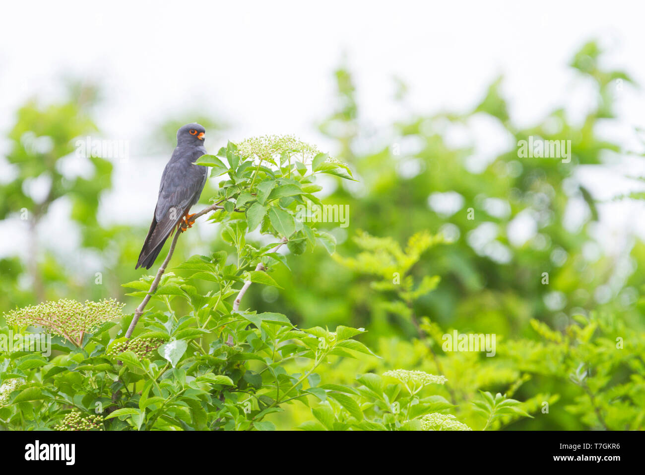 Maschio adulto rosso-footed Falcon (Falco vespertinus) durante la primavera in Ungheria. Foto Stock