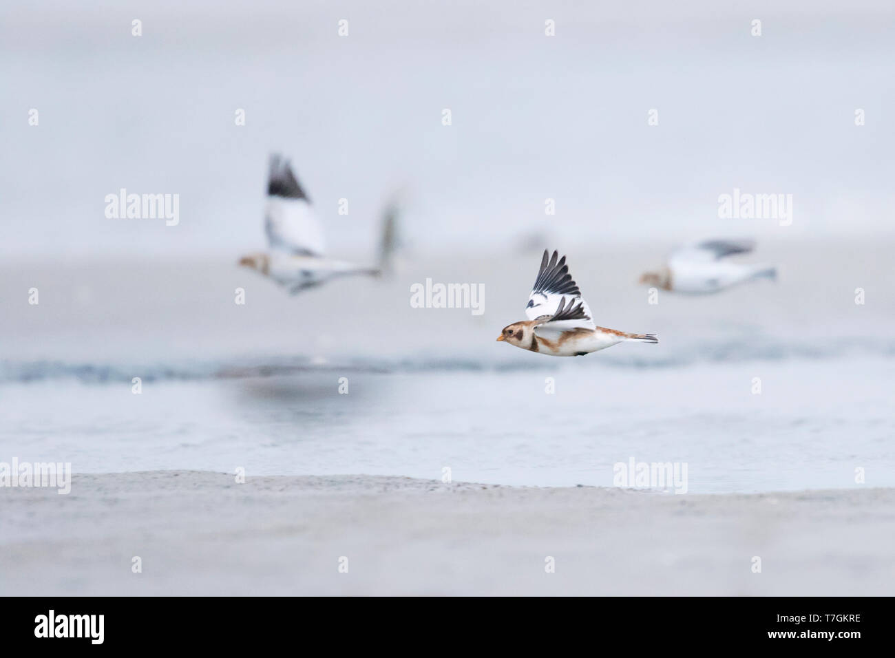 Tre Buntings Neve (Plectrophenax nivalis nivalis) volando sopra una spiaggia su un tedesco Isola di Wadden durante la migrazione di autunno. Foto Stock