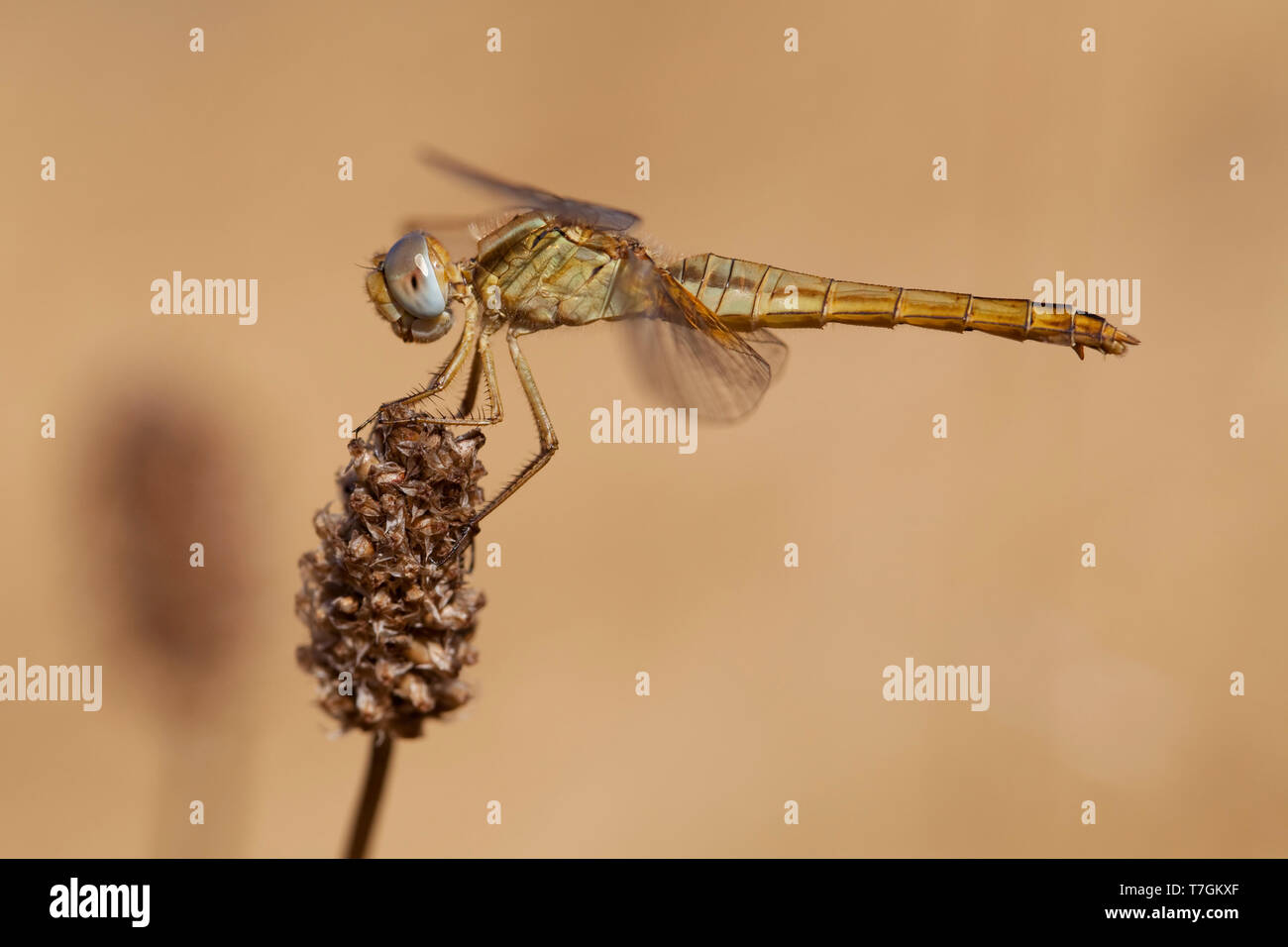 Imago Vuurlibel; adulto Scarlet Darter; adulto ampia Scarlet Foto Stock