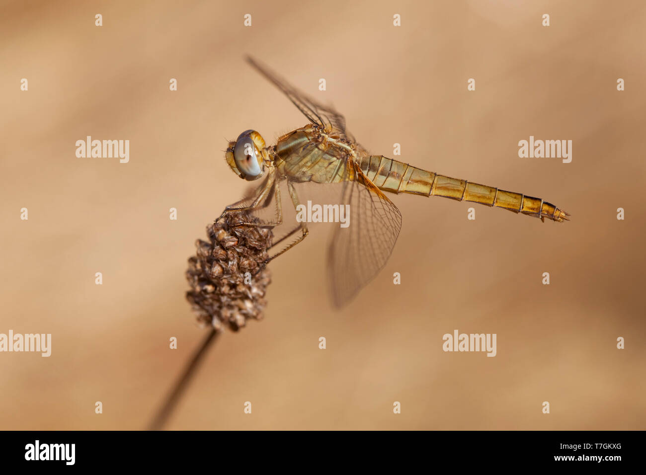 Imago Vuurlibel; adulto Scarlet Darter; adulto ampia Scarlet Foto Stock