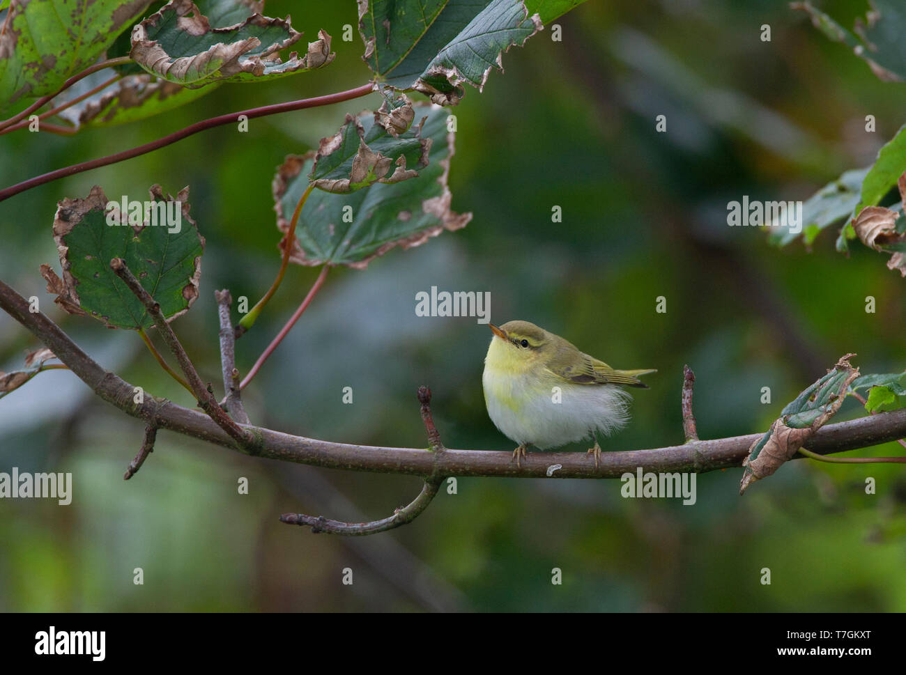 Primo-inverno trillo di legno (Phylloscopus sibilatrix) durante la migrazione autunnale sulle isole Shetland, Scozia. Foto Stock