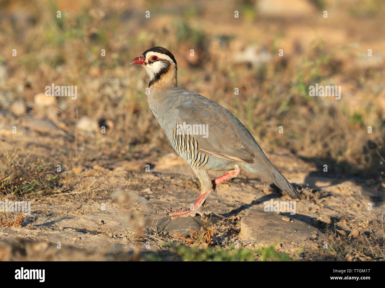 Arabian pernice (Alectoris melanocephala) a Wadi Shaboon, Salalah in Oman. Foto Stock